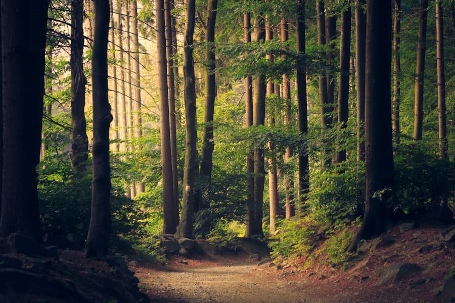 Sunlit path through a green park with tall trees